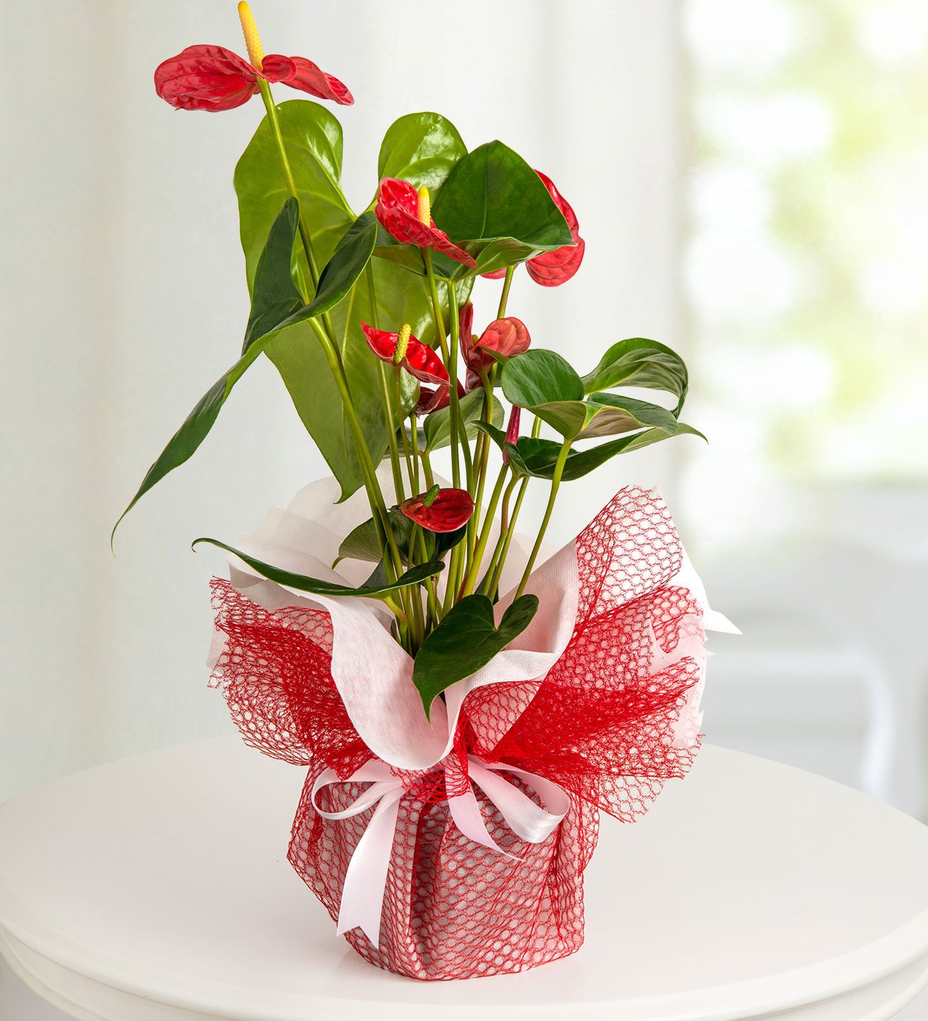 kirmizi-antoryum-anthurium-saksi-cicegi